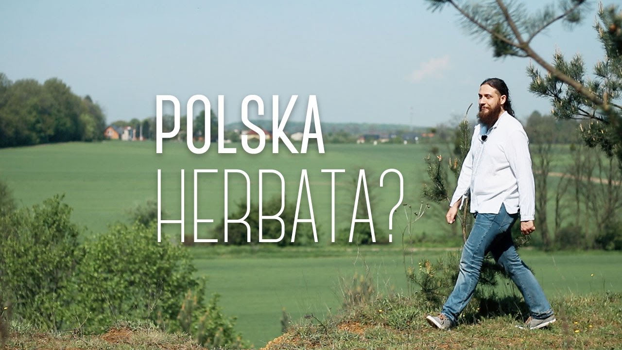 Polska herbata? Iwan Czaj z wierzbówki – właściwości i smak zapomnianego naparu
