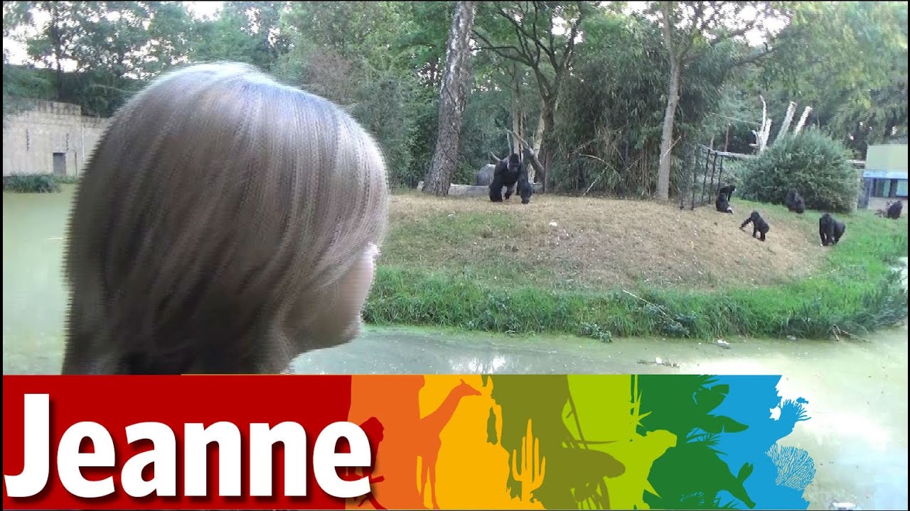 Fabel of feit: zijn Gorilla's echte bomenklimmers?