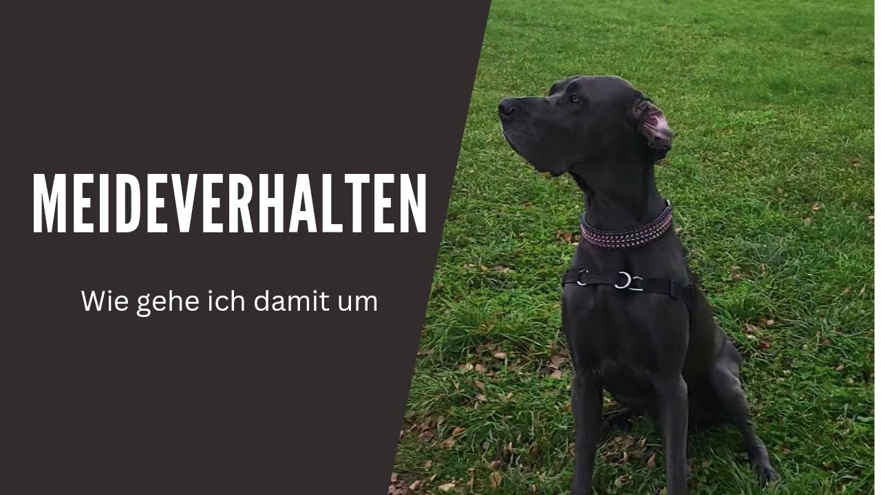 Meideverhalten - wie gehe ich damit um