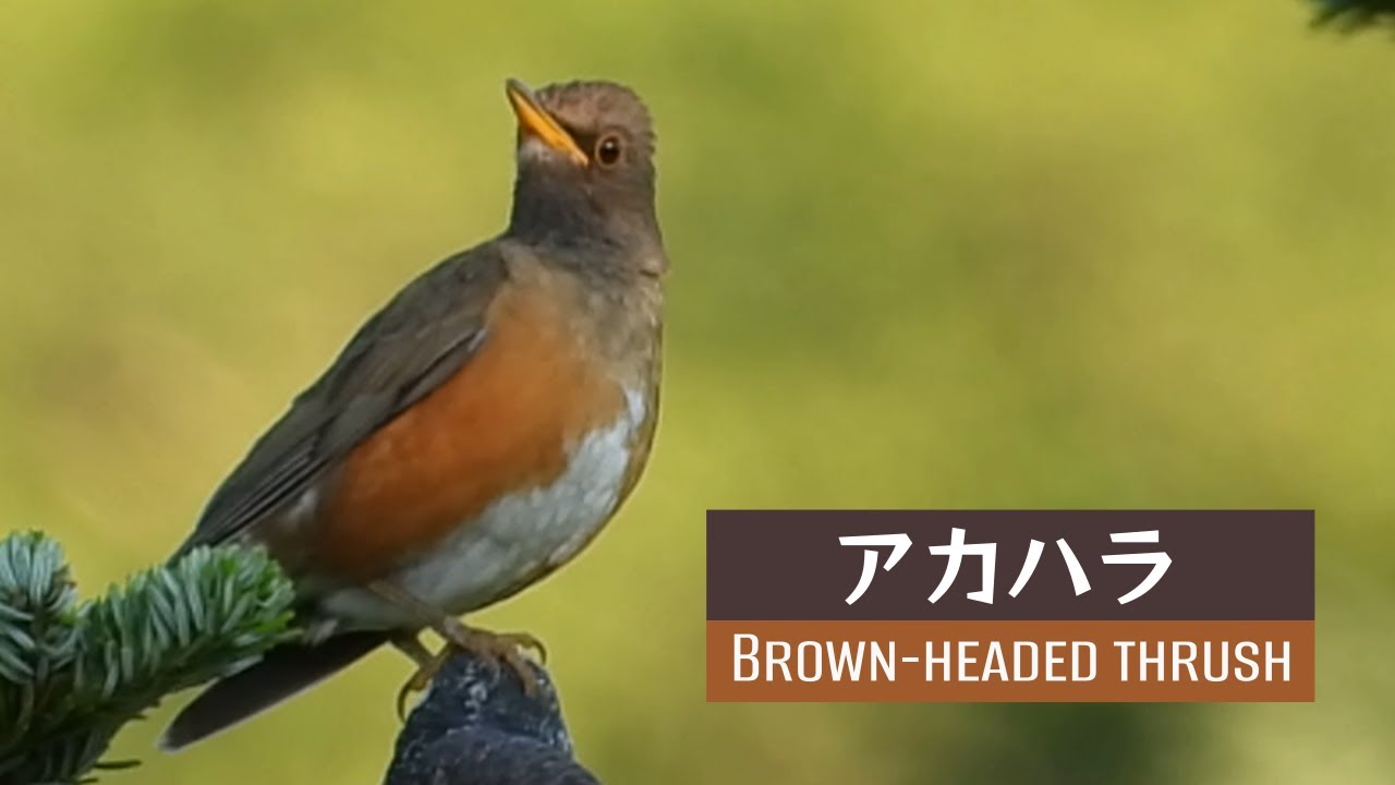 Singing Brown-headed thrush in Norikura 🎶 乗鞍高原で囀るアカハラ【鳴き声】