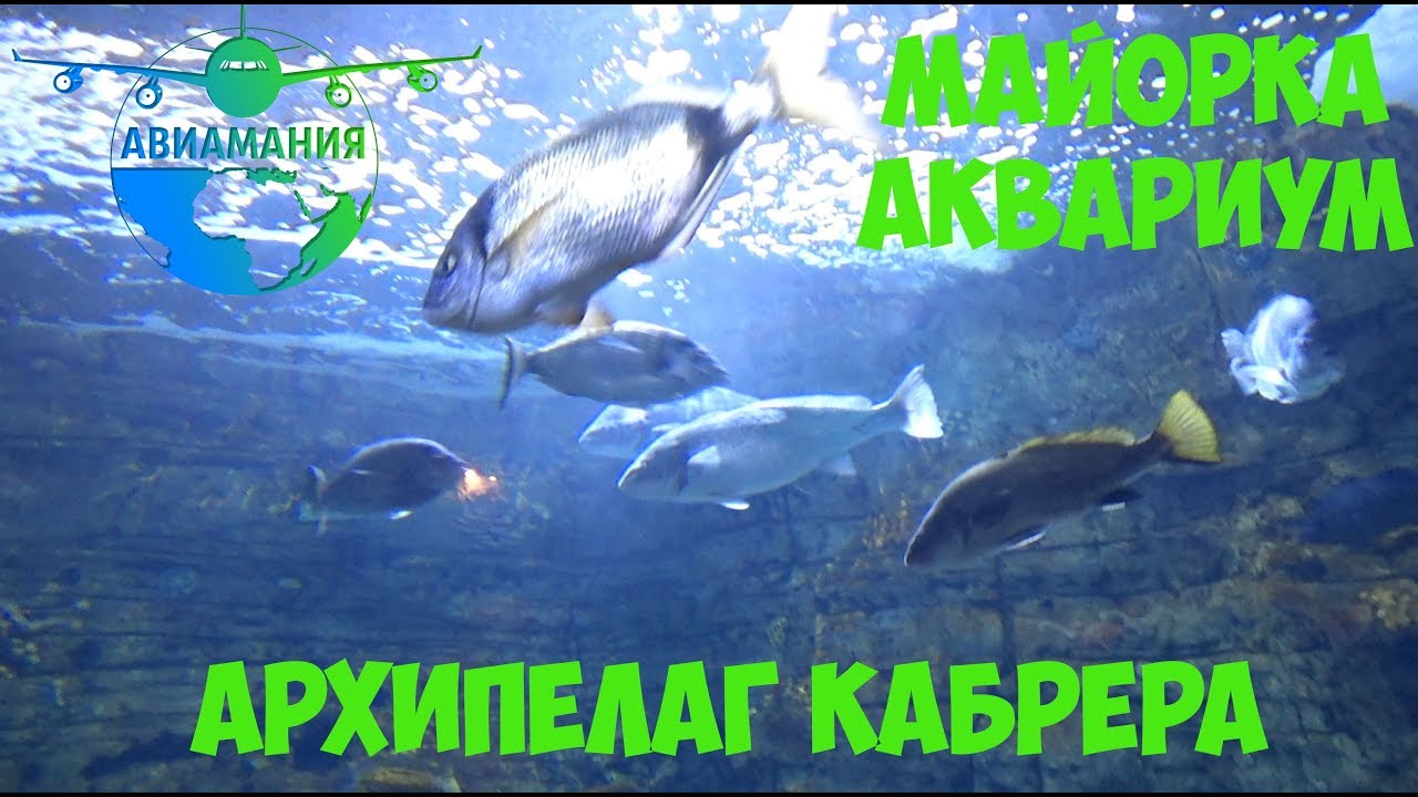 Майорка Аквариум Архипелаг Кабрера (Aquarium Cabrera Mallorca) #32 #Авиамания