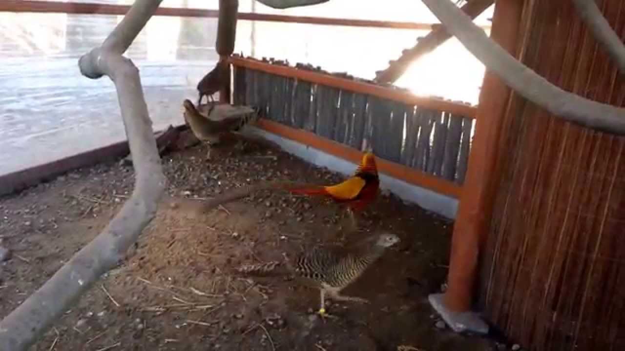 Bażant złocisty (Chrysolophus pictus)