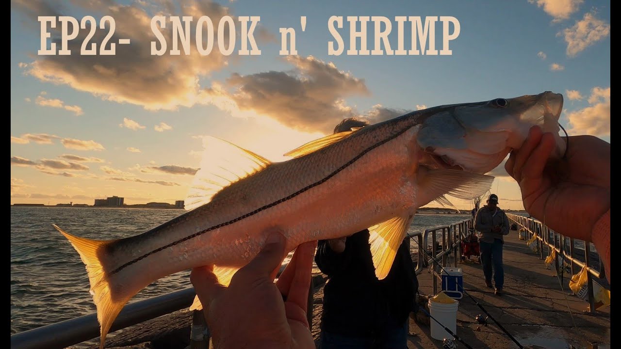 TEXAS SNOOK on LIVE SHRIMP (Texas JETTY Fishing, PACKERY CHANNEL, Corpus Christi)