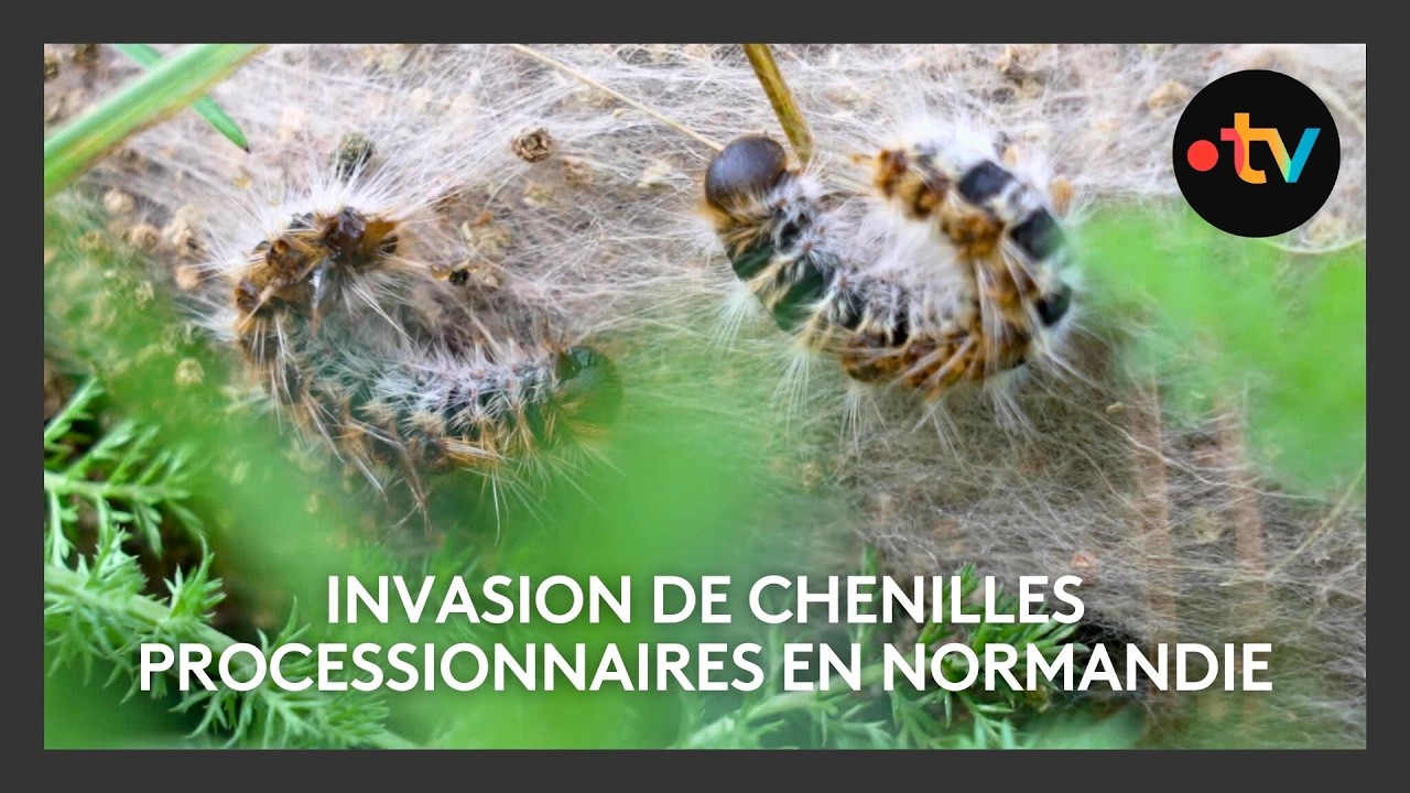 🚨🐛 Invasion précoce de chenilles processionnaires en Normandie ! 🌳🍃