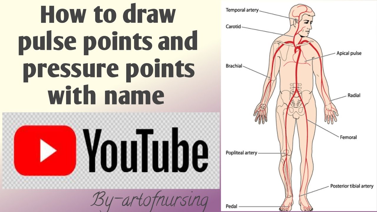 || How to draw human pulse points and pressure point || #trending #viralvideos #artskill #diagram