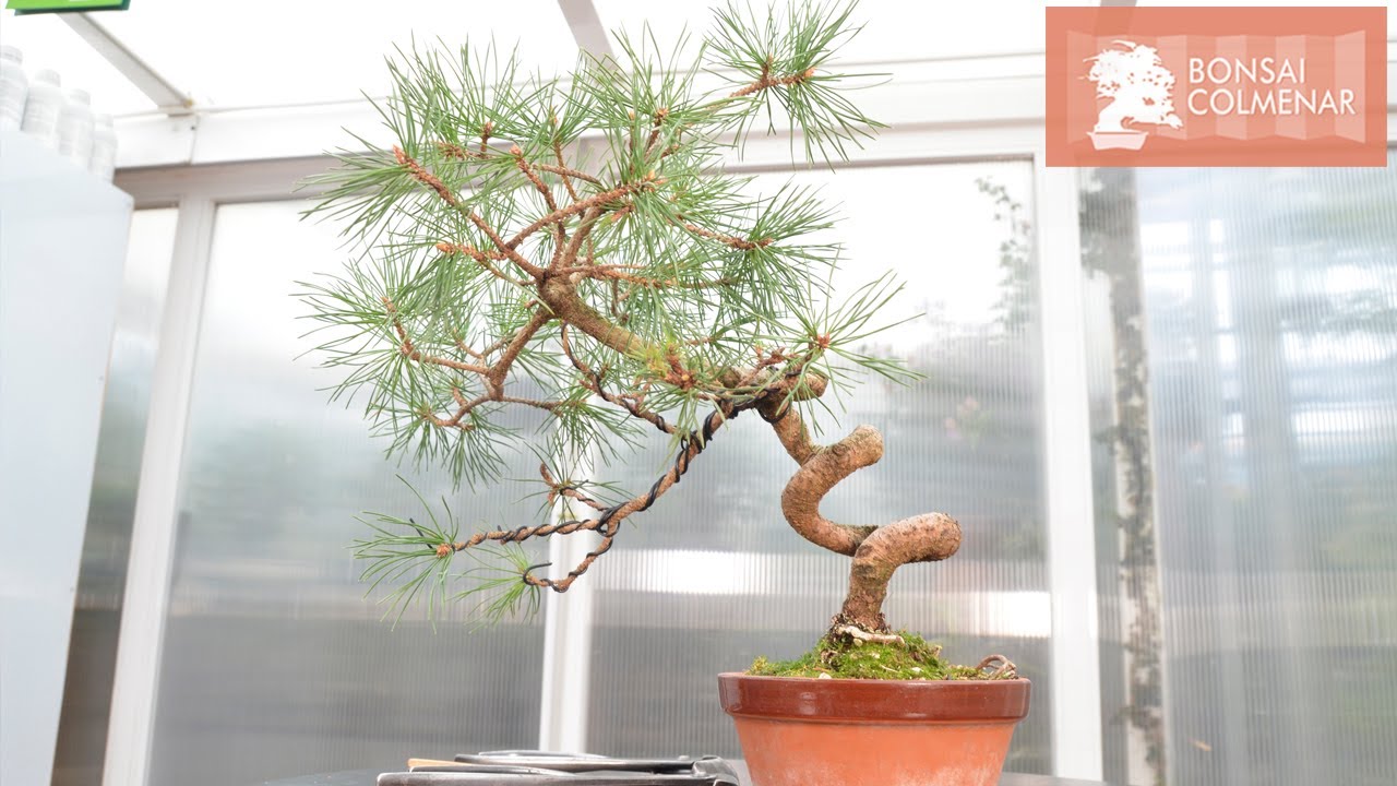 Curvas muy pronunciadas - Pino - Bonsai Colmenar
