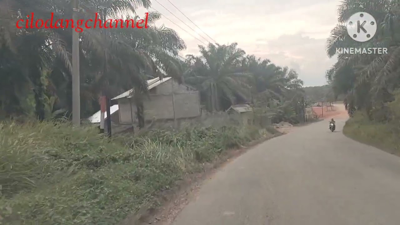 KUAMANG KUNING