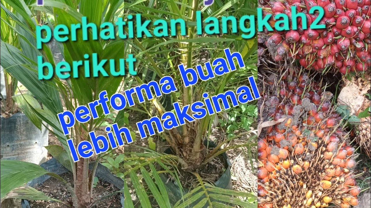khusus pemula.! beberapa langkah supaya performa buah sawit lebih maksimal. #shorts