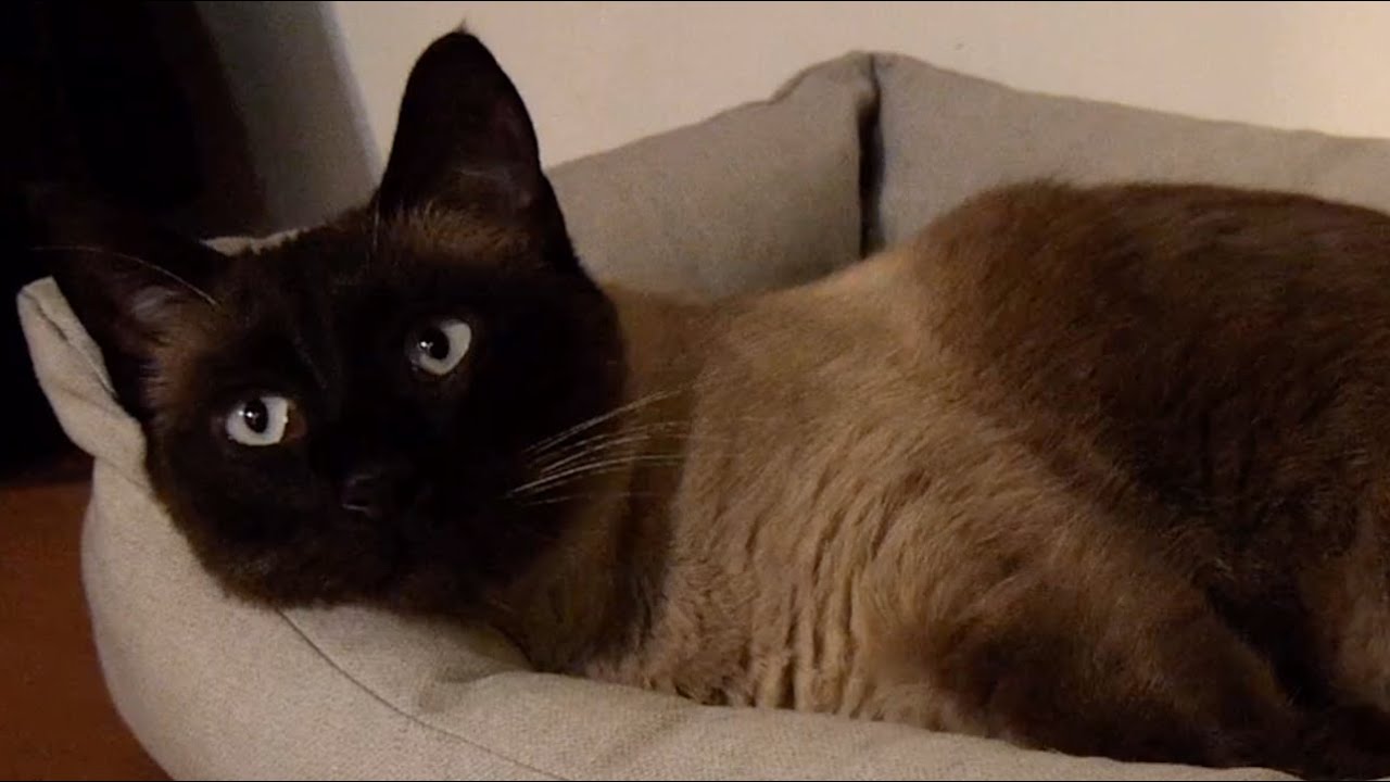 lo-fi radio with cats 🐾 calm beats for focus & relax