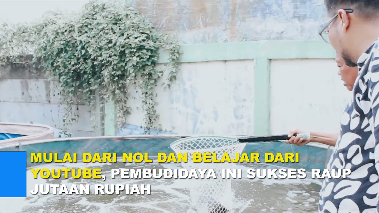 Hebat ! Baru Memulai Usaha Budidaya Ikan Nila Sudah Untung Bersih 28 Juta.
