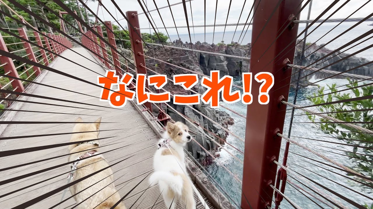 初めての外食とハイキングで驚きの成長を見せる元野犬の仔犬
