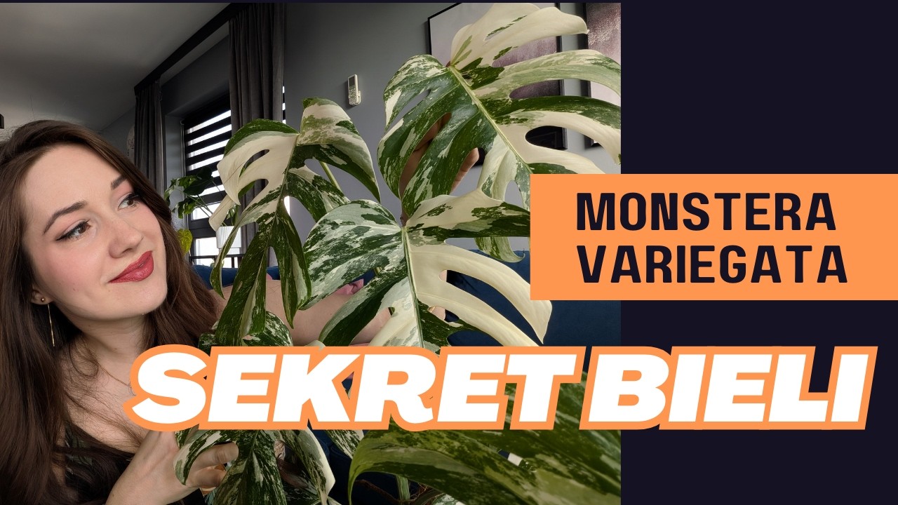 Monstera Variegata: Dlaczego brązowieje? Jak uratować biel?