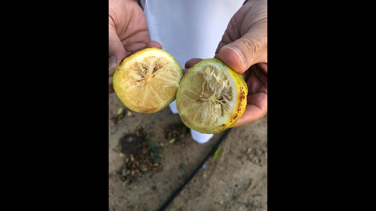 مسببات جفاف ثمار الحمضيات (الليمون والبرتقال والسنطرة واليوسفي وغيرها)/ عامر العويسي