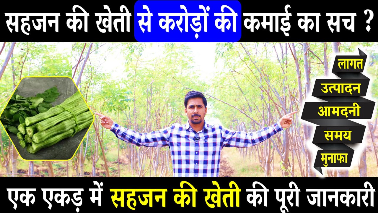 एक एकड़ सहजन की खेती में लागत, आमदनी और प्रॉफिट की पूरी जानकारी  | DRUMSTICK MORINGA FARMING PROFIT