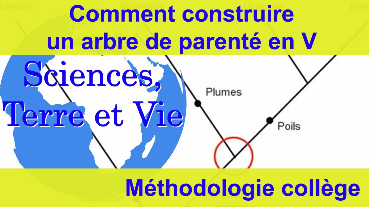 Comment construire un arbre de parenté en V