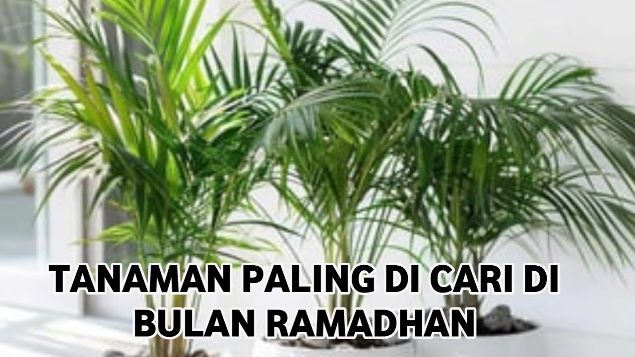 UPDATE HARGA TANAMAN HIAS DI YUNUS FLORIST 081259047498