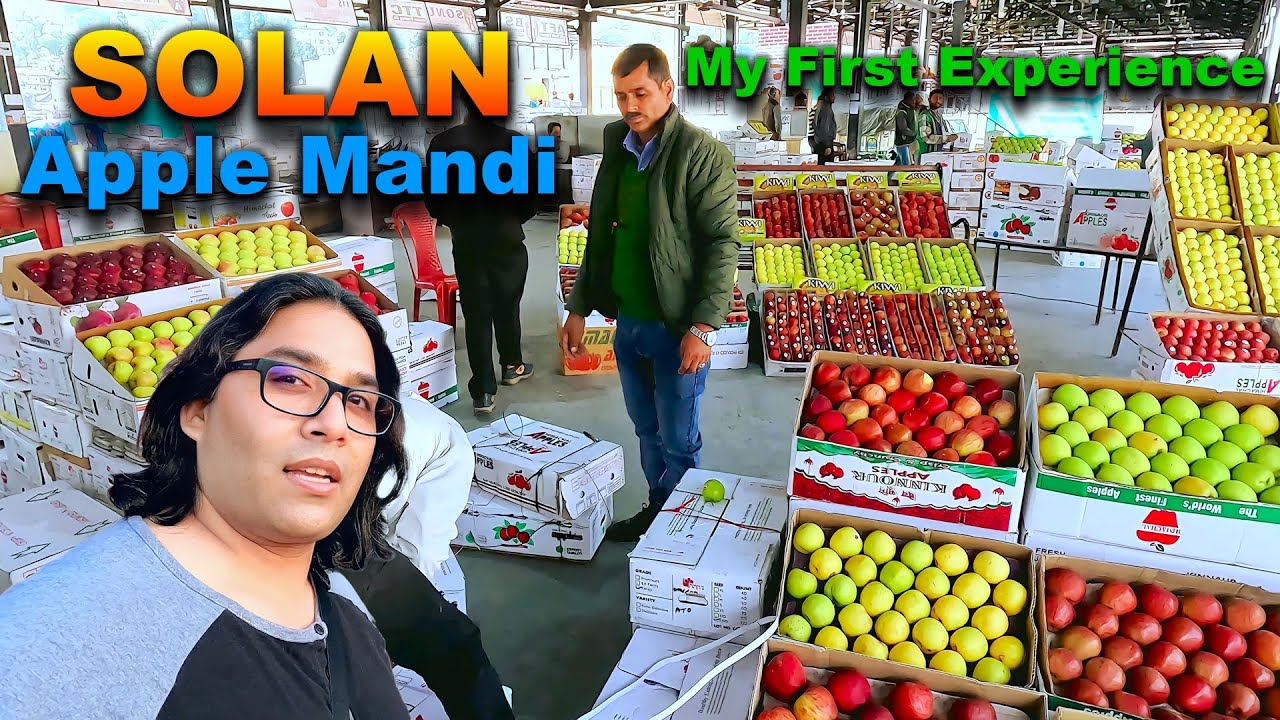 Solan Apple Mandi | My first experience | SQ Apple fruit SOLAN, #apple #mandi