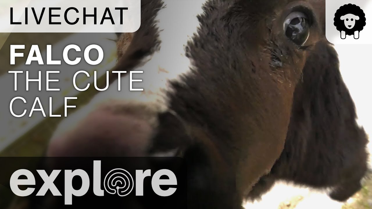 Update On Falco The Calf - Farm Sanctuary Live Chat 10/27/17