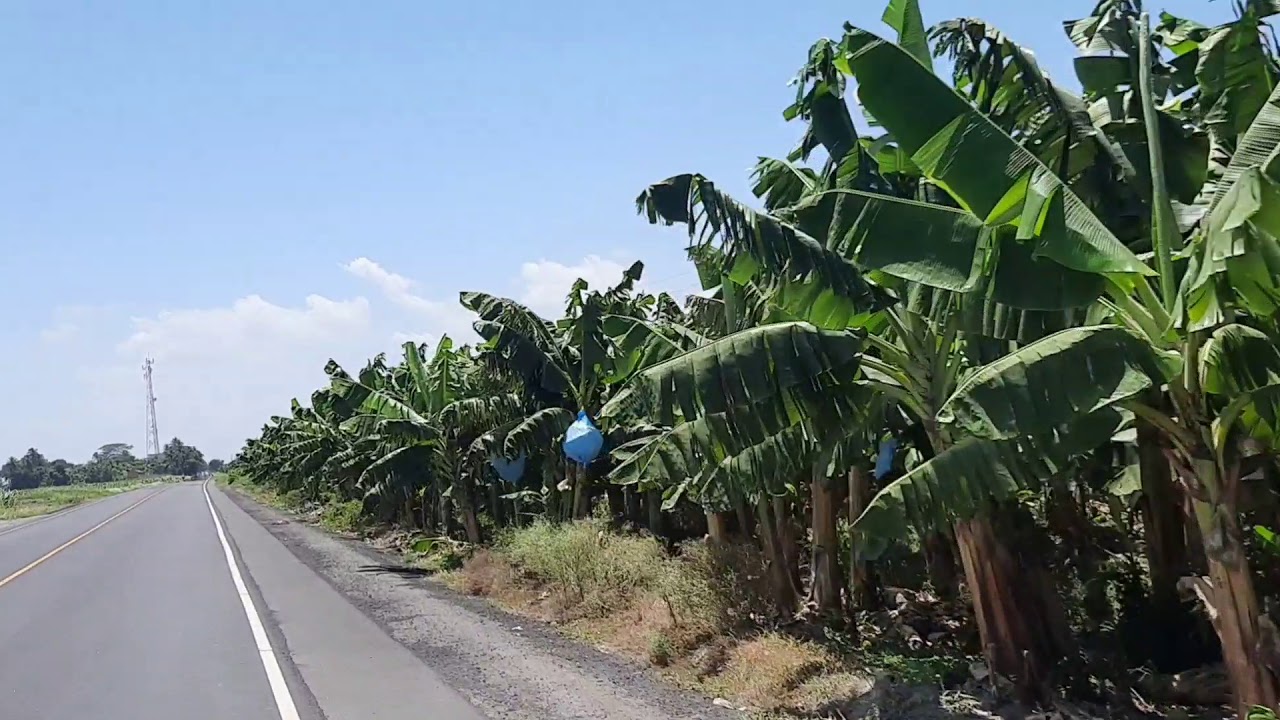 la carretera del semillero hacia Nueva concepción Escuintla