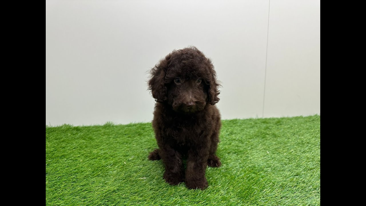 🐶 Poedel 🐶 reu 🐶 PUP ID 001033743 🐶