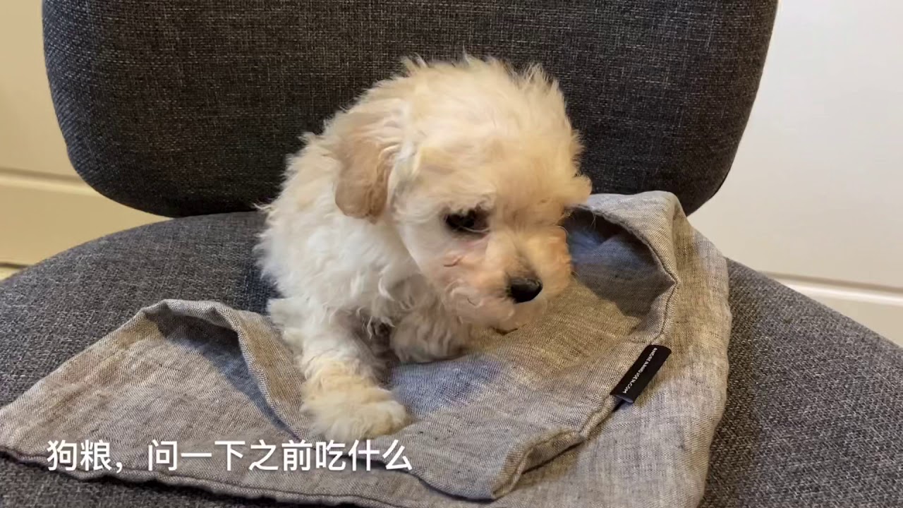 小狗到家第一晚，居然没哭没闹，有什么诀窍？养狗之前需要准备些啥？（养17）