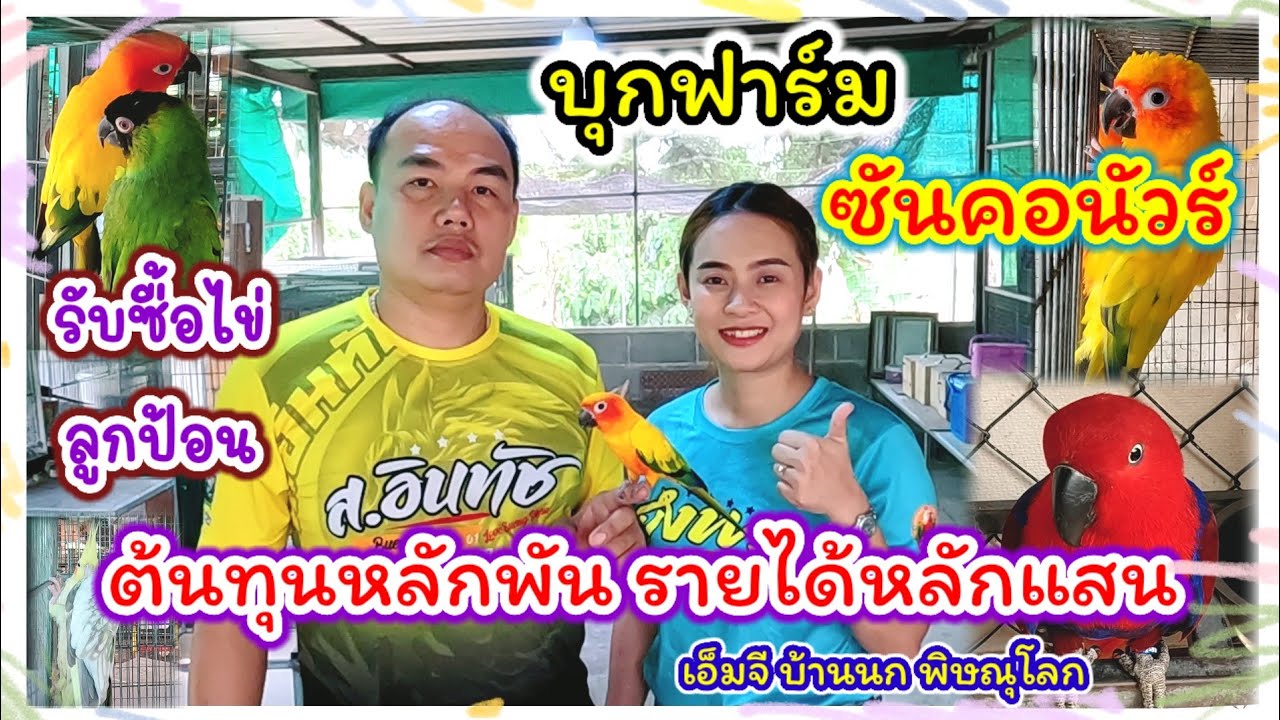 เลี้ยงนกสร้างรายได้หลักแสนต่อเดือน รับซื้อไข่ ลูกป้อน จัดส่งได้ทั่วประเทศ เอ็มจี บ้านนก พิษณุโลก