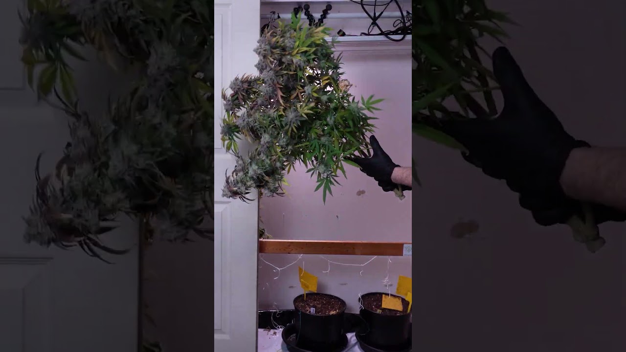 Organic closet garden transformation!