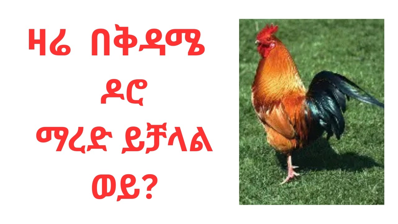 ዛሬ  በቅዳሜ   ዶሮ ማረድ ይቻላል ወይ?  መምህር ዘበነ ለማ