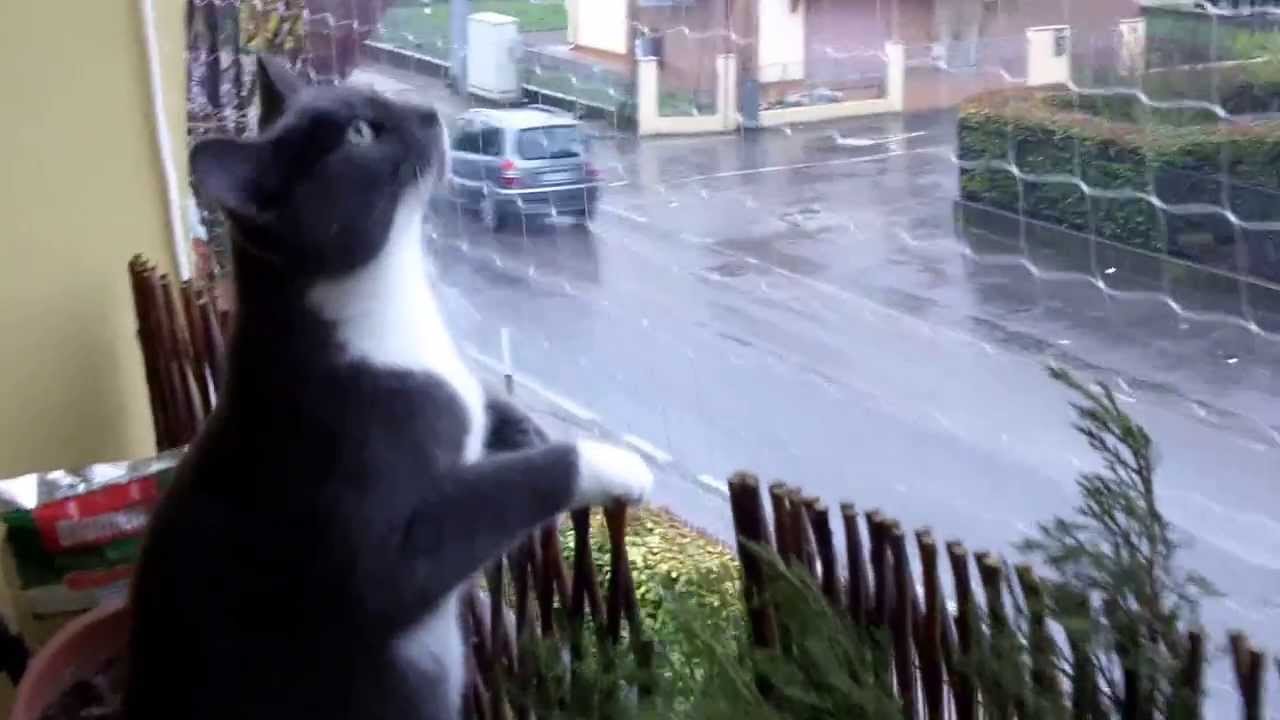 Gattini in sicurezza: la rete protettiva sul balcone 2