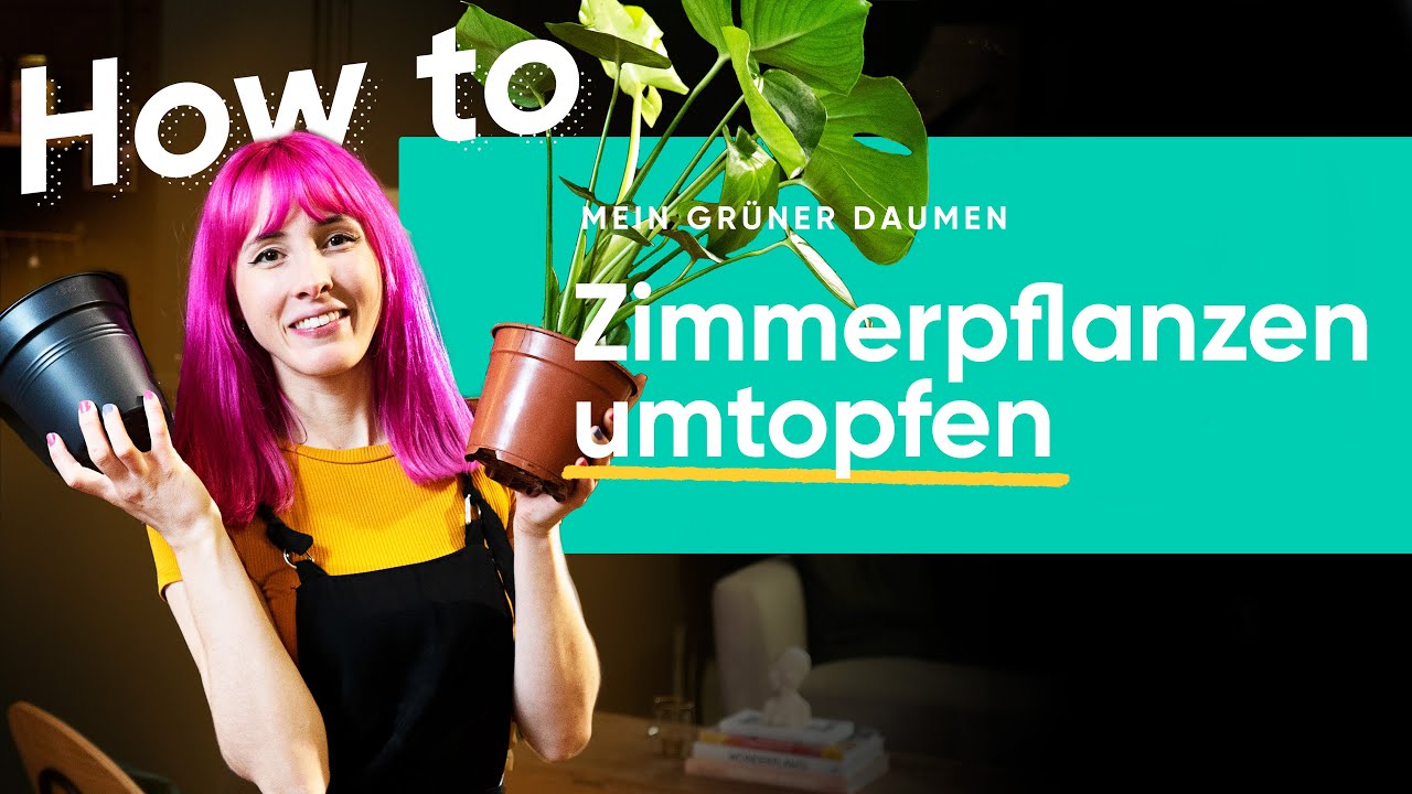 Pflanzen richtig umtopfen: wie, wann und weshalb 🪴🌳 | feey