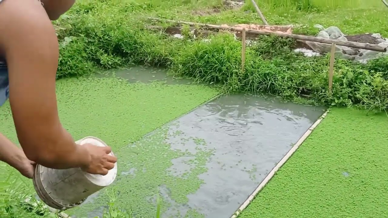 Hito Farming ☘️☘️ #aquaculture #happyfarming #youngfarmer🌱
