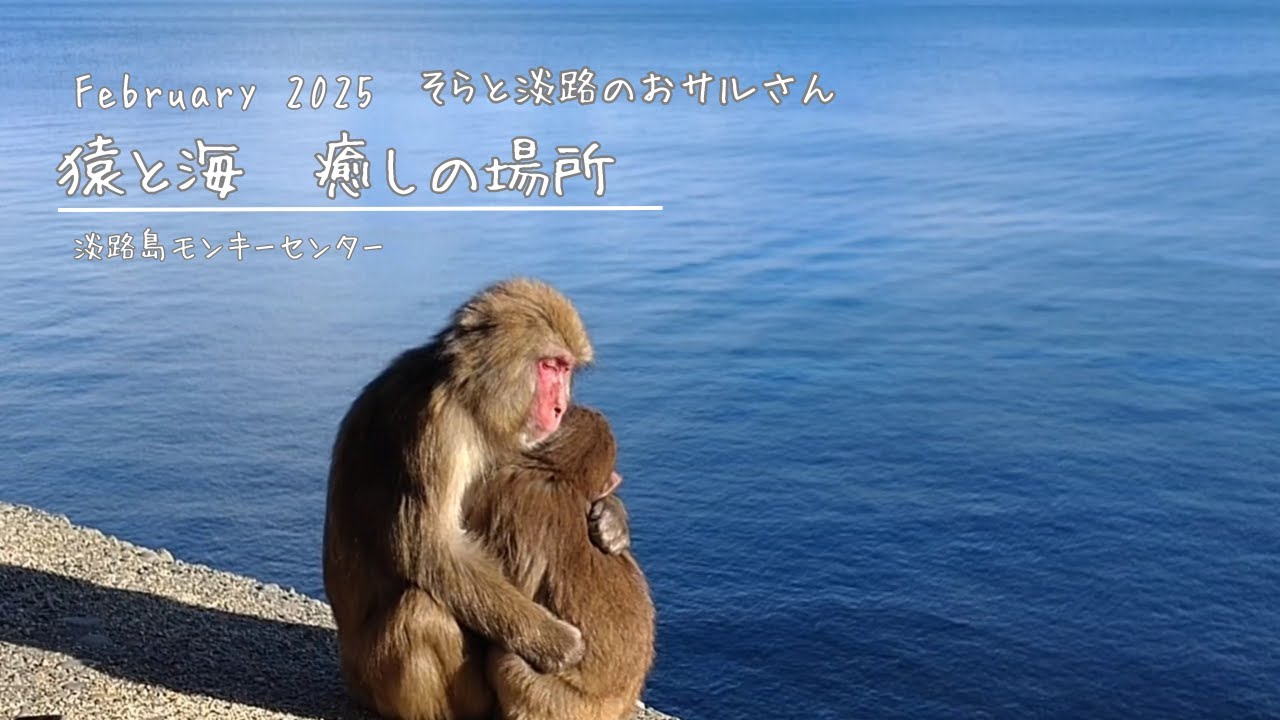 猿と海🐵✨️癒しの場所② 2025.2 淡路島モンキーセンター