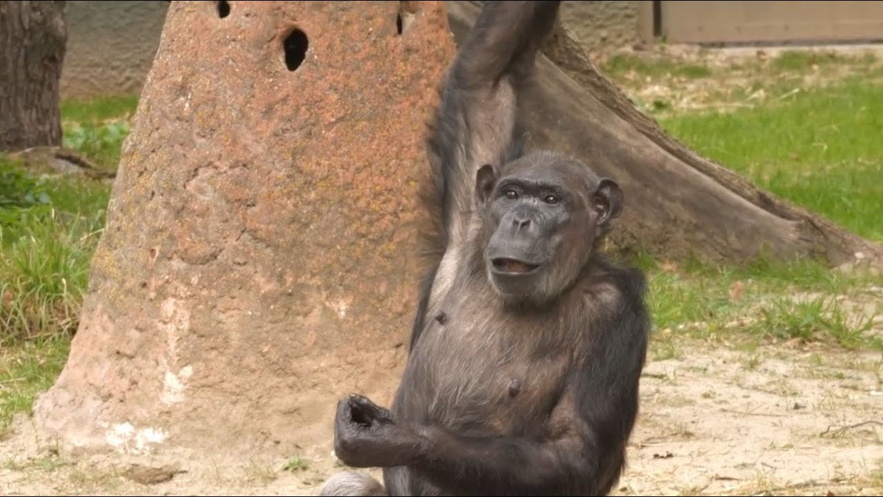 Šimpanzi si užívají nový zmodernizovaný výběh | Zoo Plzeň