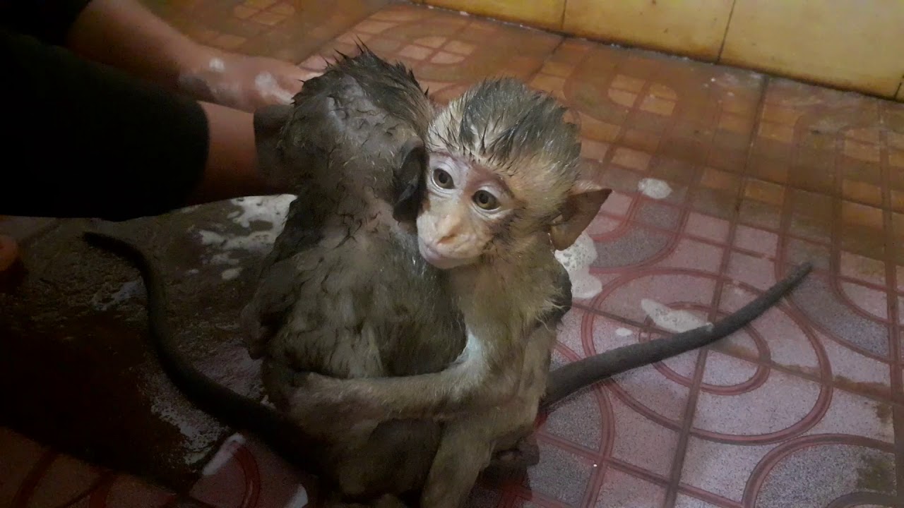 Cute Baby Monkey Biden & Monkey Donald Sweeming Bathroom