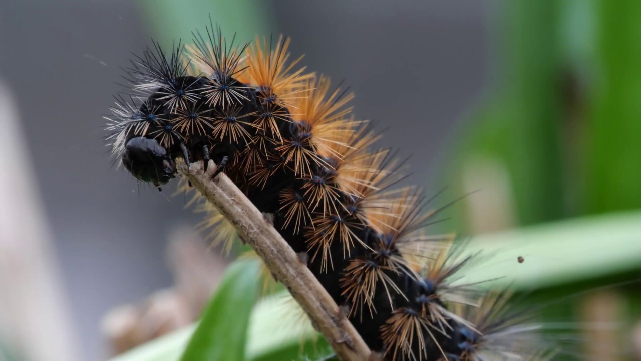 Deze rupsen overleven de winter | Passiflorahoeve