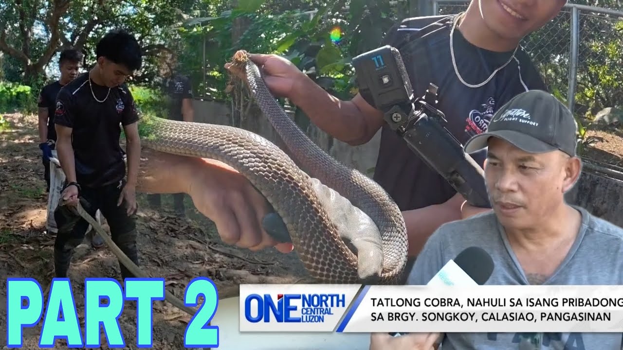 PART 2 KINGCOBRA SA CALASIAO PANGGASINAN NAKITA NA #cobraprince 