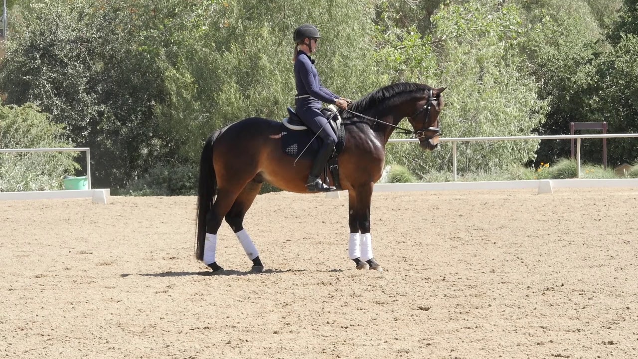 How to ride First Level Test 3