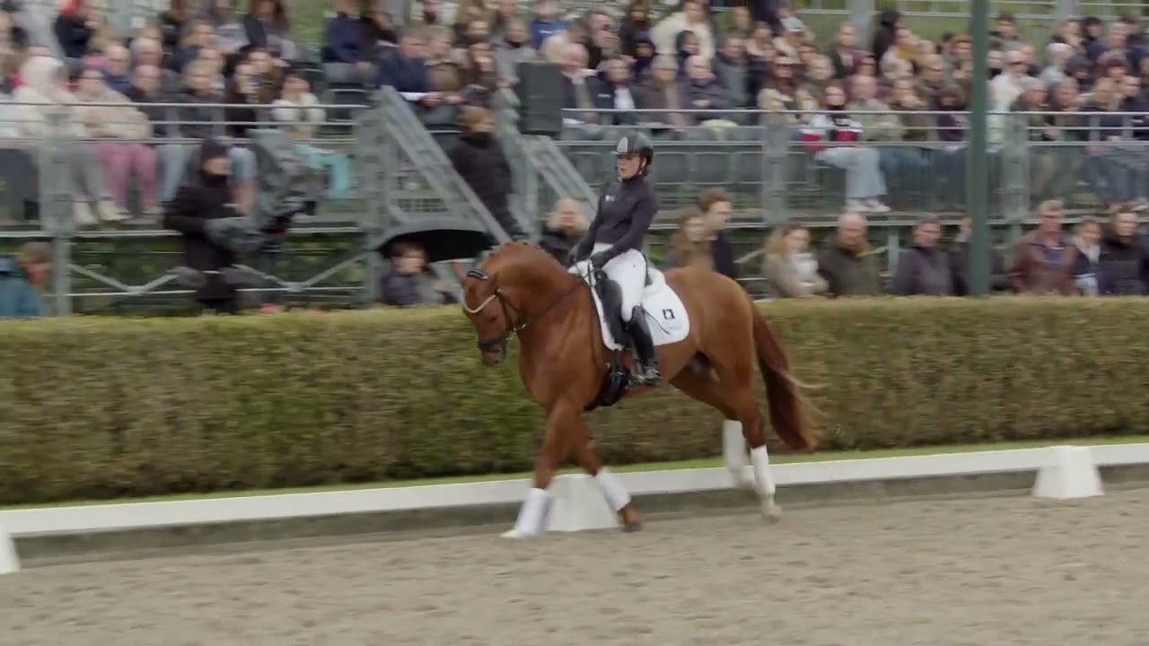 Pjethro hengstenshow Van Olst Horses 2024