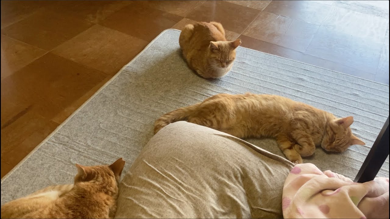 野良の子 大集合の日