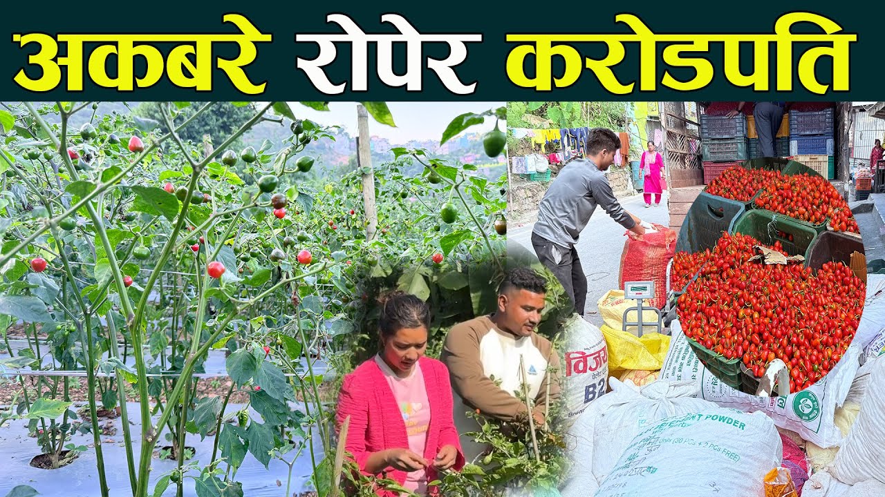 अकबरे रोपेर करोडपति, पाल्पामा यस्तो छ खेती   akabare khursani kheti
