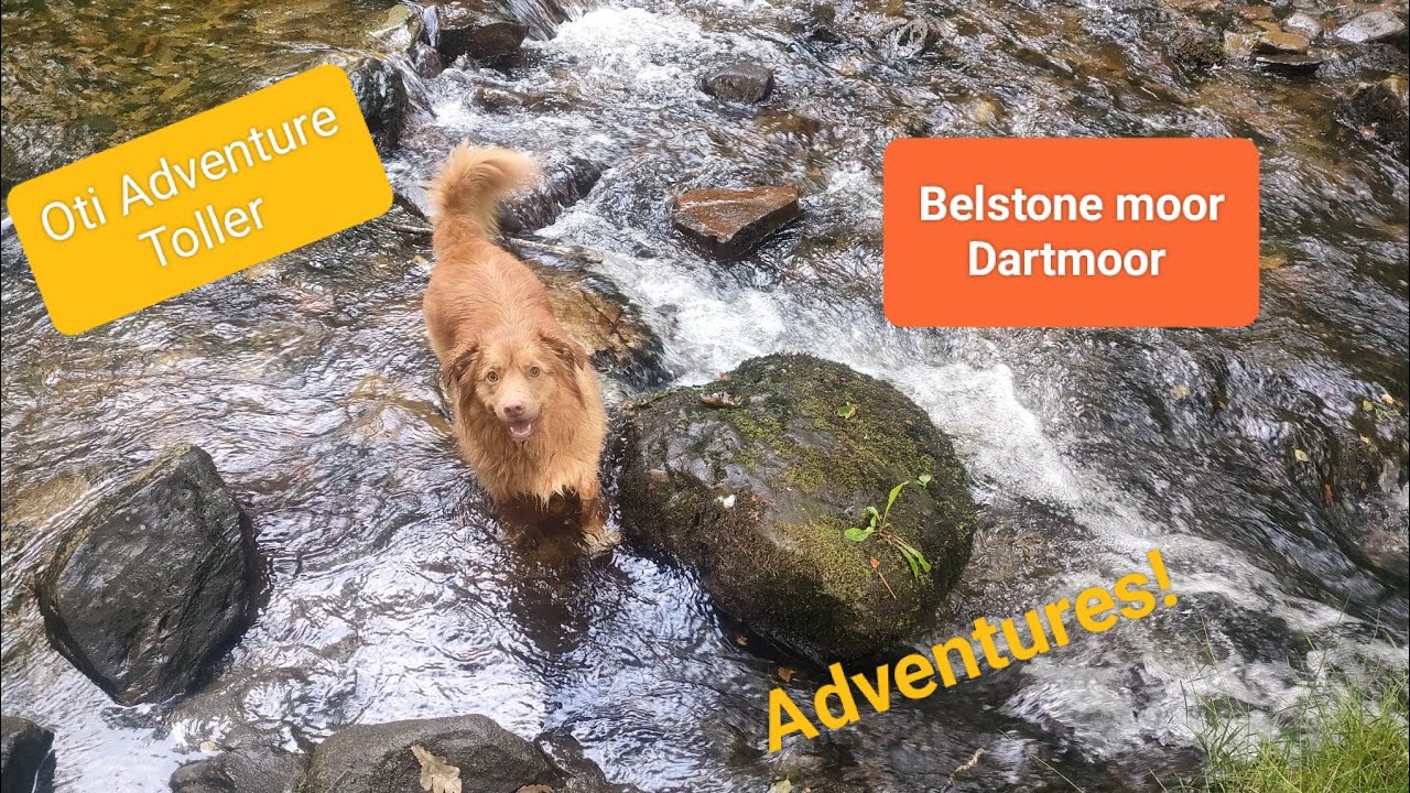 Belstone moor, Dartmoor - a little duck dog is exploring different areas for new adventures!