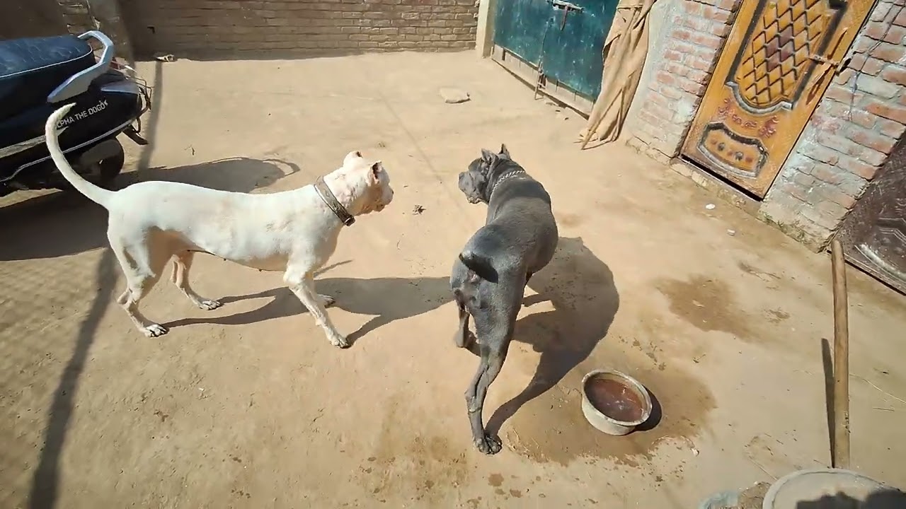Aston play time Alpha 😱👹 [ALPHA THE DOGO]#alphathedogo #youtube #canecorso @Astonthecanecorso
