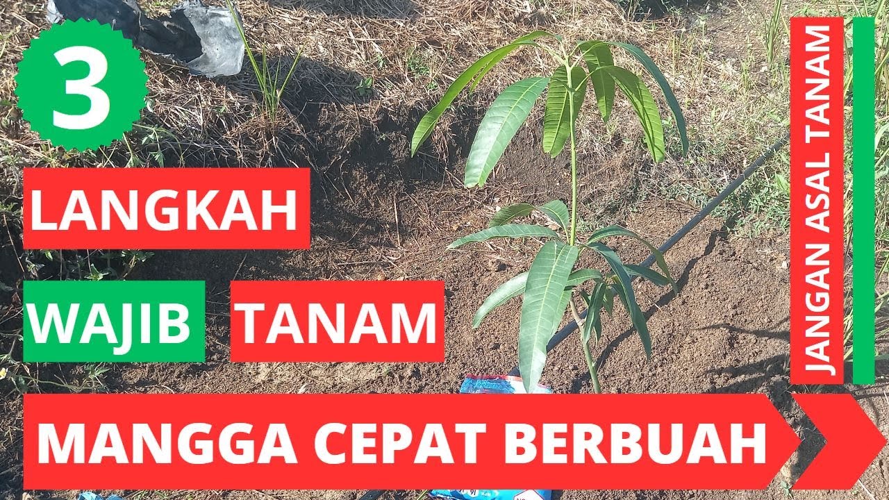 Cara Menanam Mangga Agar Cepat Berbuah