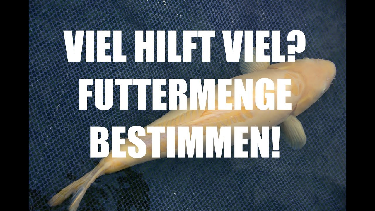 Koiteichblog [83] ★ Futtermenge für Koi bestimmen