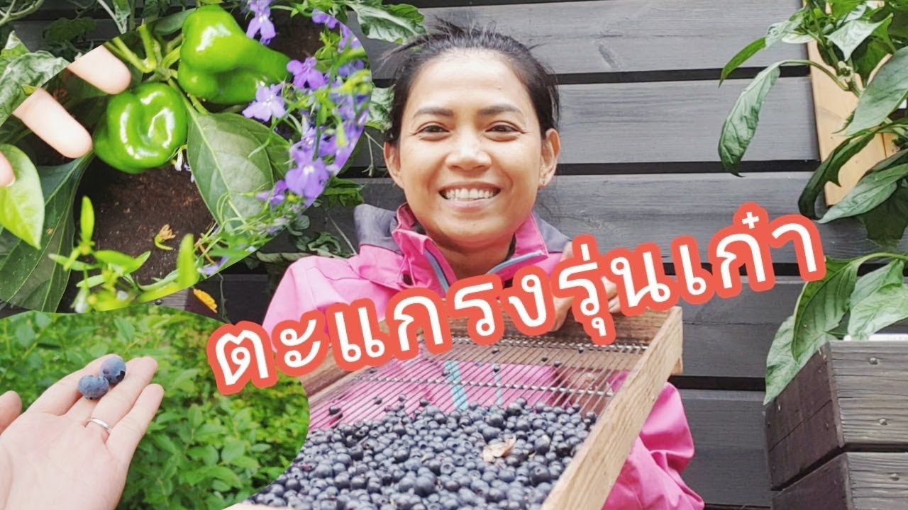 21.7.2019 เลือกบลูเบอร์รี่ด้วยตะแกรงจากแม่ย่า, ดูต้นพริกผักรอบๆบ้านพักร้อน