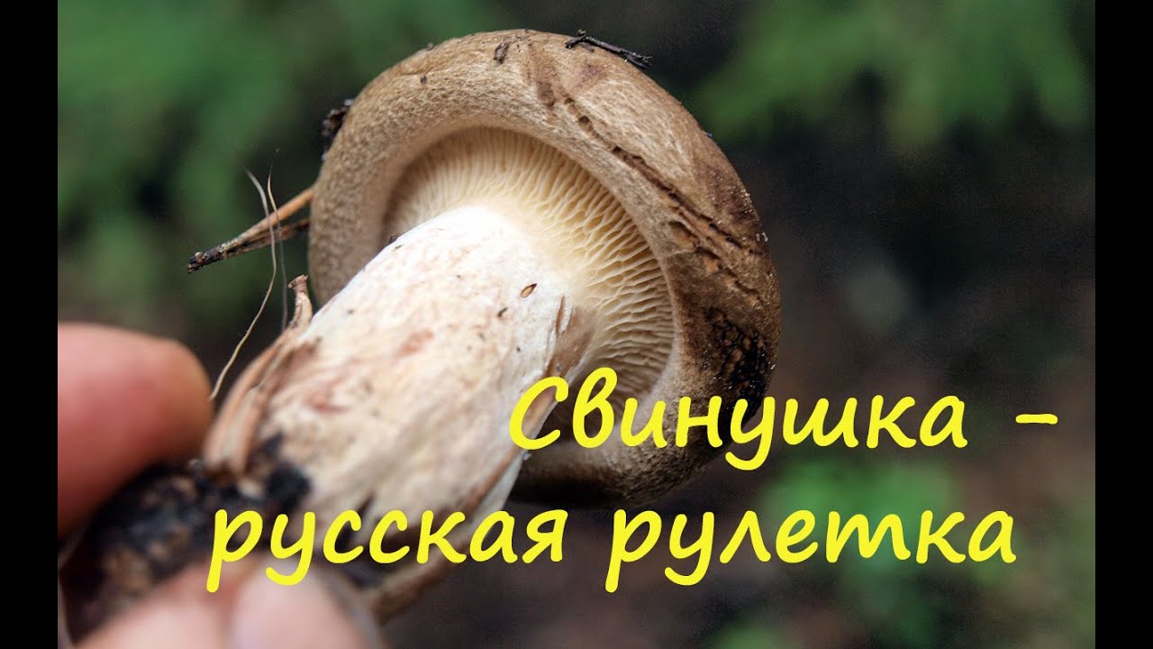 Свинушка - это русская рулетка.