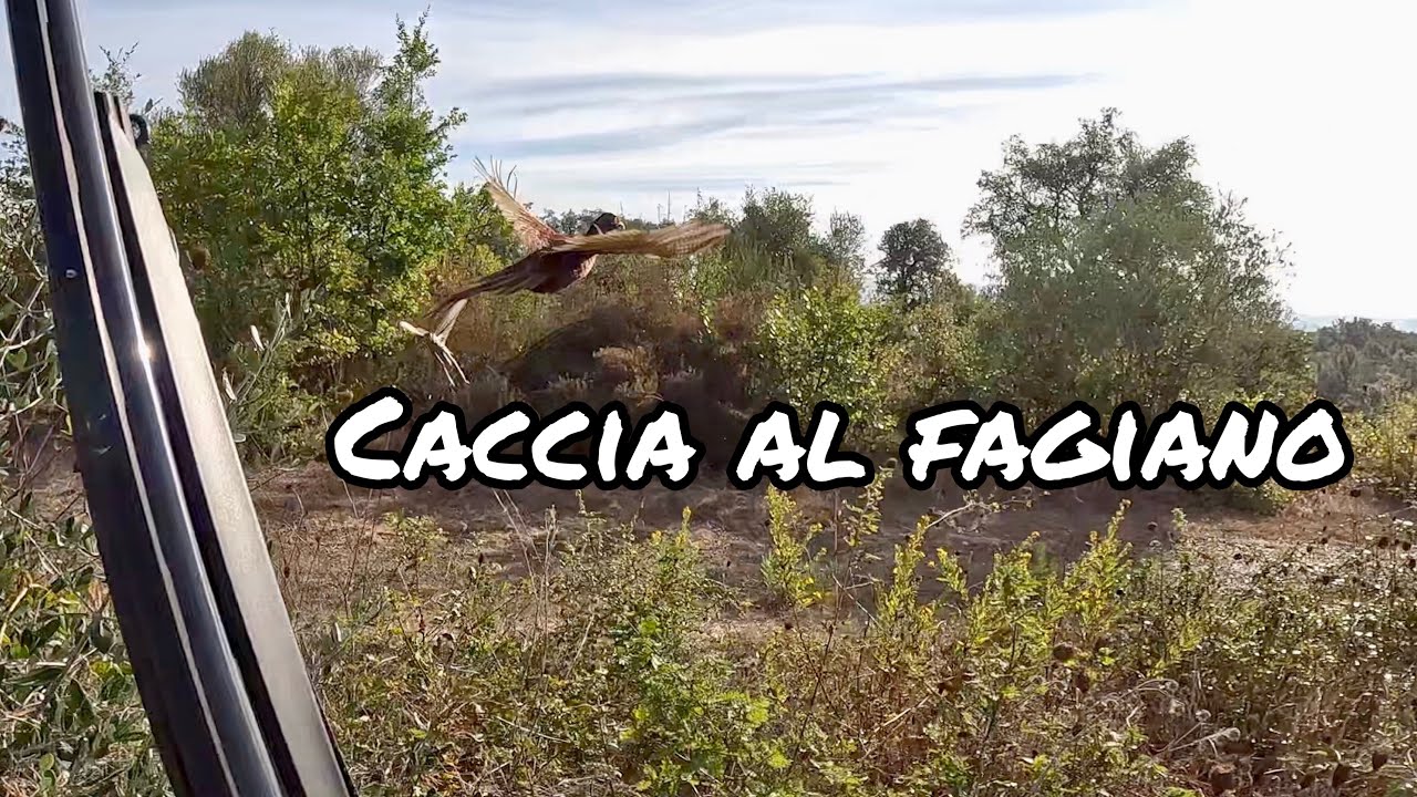 CACCIA AL FAGIANO | Cane Da Ferma
