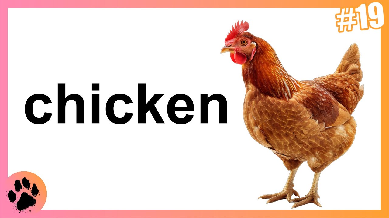 A Bit About: Chicken