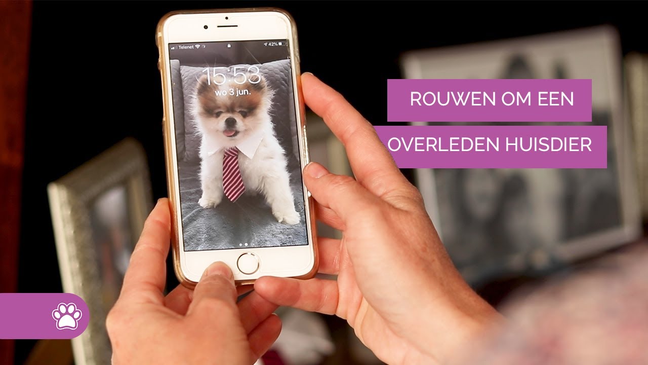 Rouwen om je overleden huisdier - Rouw #3