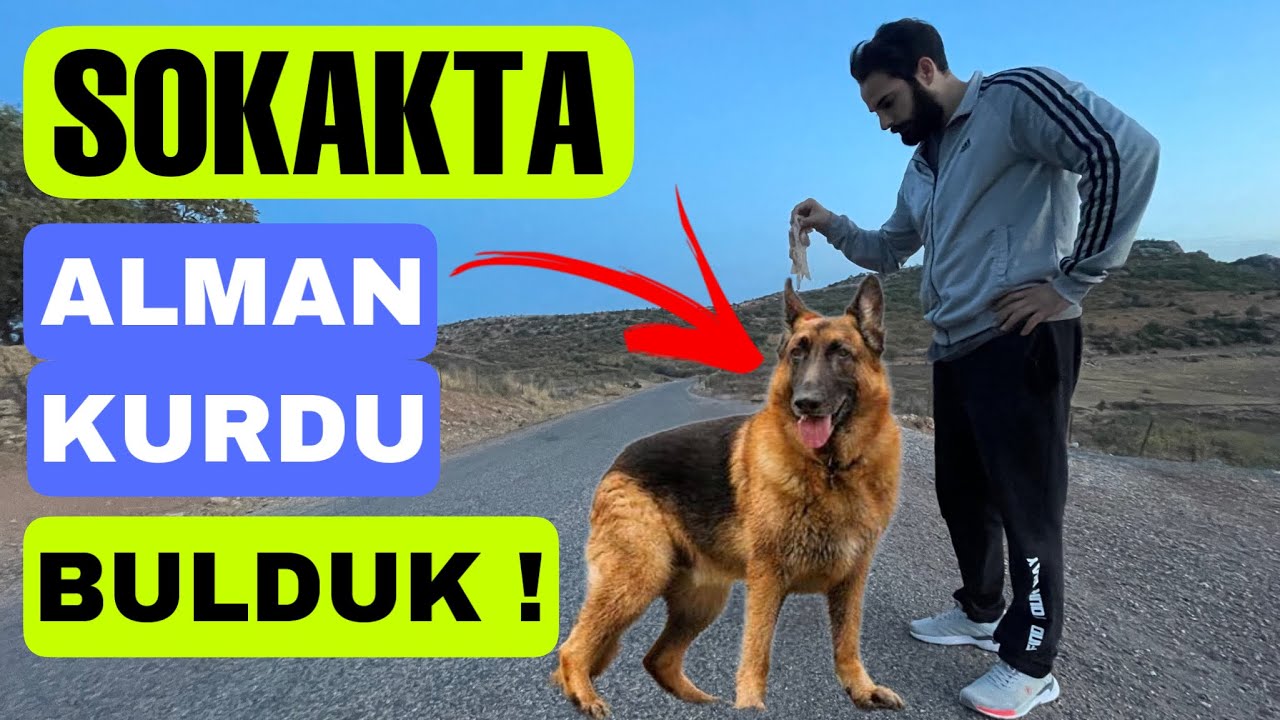 Sokakta ALMAN KURDU Bulduk ! ( İnanmayacaksınız )